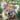 Koalas Kalender 2026 KFP-B2C Alpha Edition