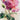 Miniplaner Style Rosenblüten 2027