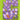 Kat Menschik - Flowers - Crocus 2027