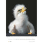 Tim Flach: Vogels 2025