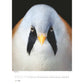 Tim Flach: Vogels 2025