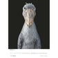 Tim Flach: Vogels 2025